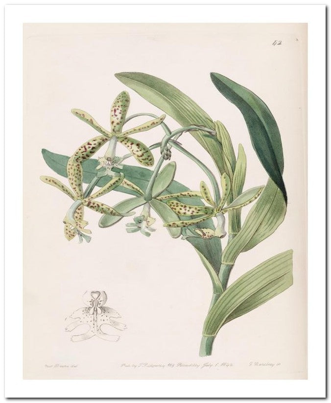 Edward's Botanical Register 8x10 Botanical Art Print 03062501145