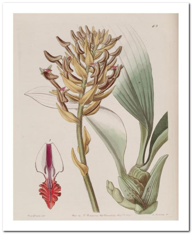 Edward's Botanical Register 8x10 Botanical Art Print 03062501146