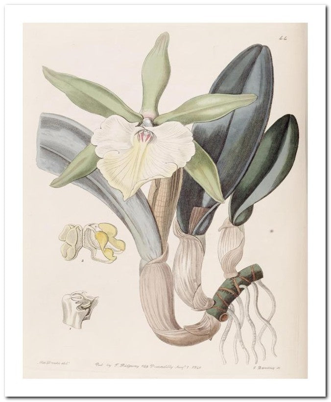 Edward's Botanical Register 8x10 Botanical Art Print 03062501147