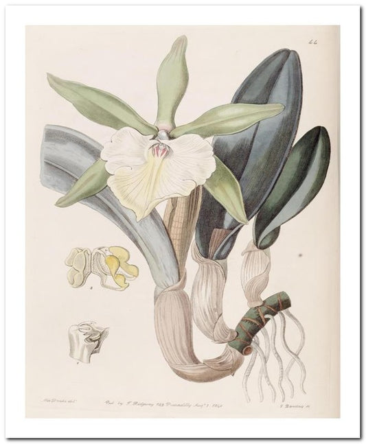 Edward's Botanical Register 8x10 Botanical Art Print 03062501147
