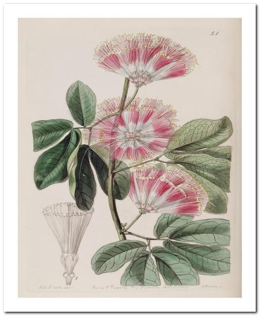 Edward's Botanical Register 8x10 Botanical Art Print 03062501148
