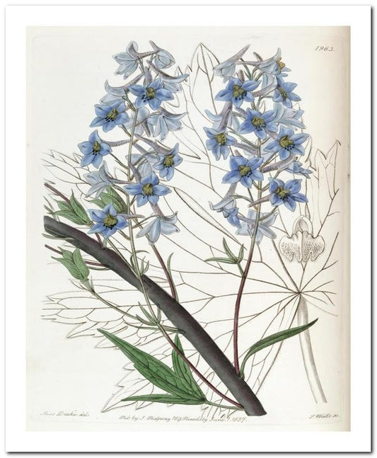 Edward's Botanical Register 8x10 Botanical Art Print 03062501149