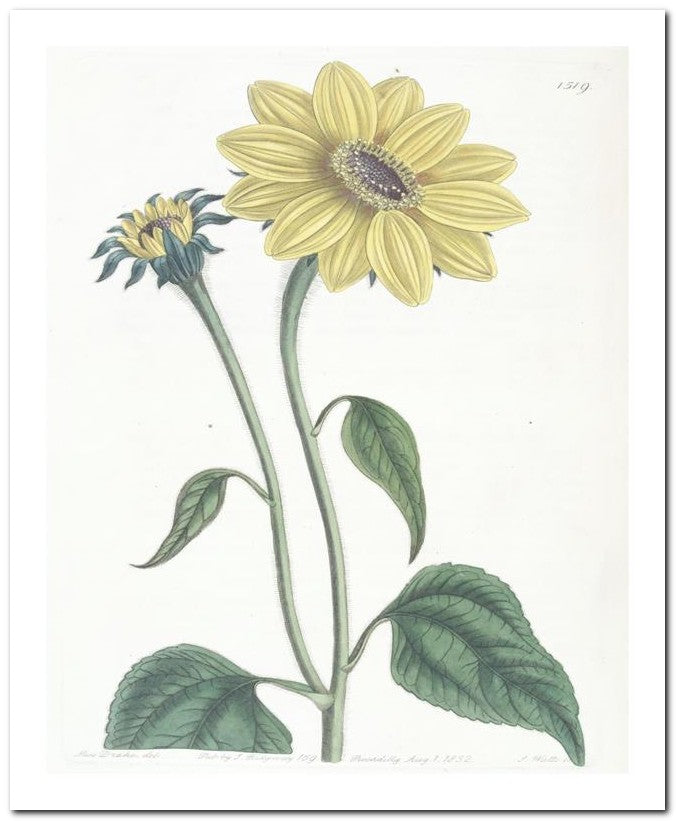 Edward's Botanical Register 8x10 Botanical Art Print 03062501150