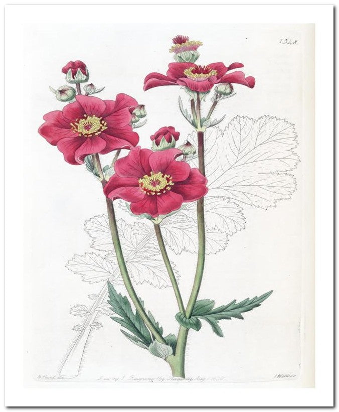 Edward's Botanical Register 8x10 Botanical Art Print 03062501151