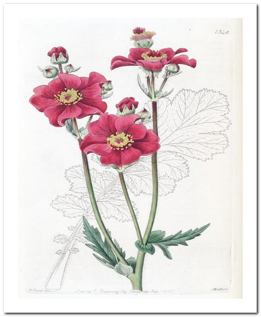 Edward's Botanical Register 8x10 Botanical Art Print 03062501151