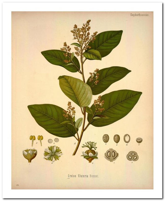 Edward's Botanical Register 8x10 Botanical Art Print 03062501152