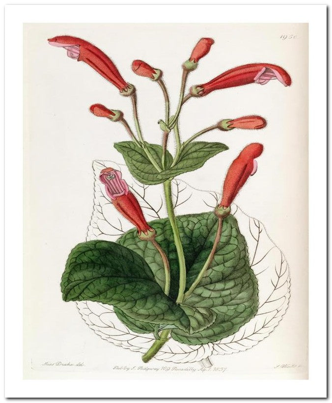 Kohler Medizinal Pflanzen 8x10 Botanical Art Print 03062501153
