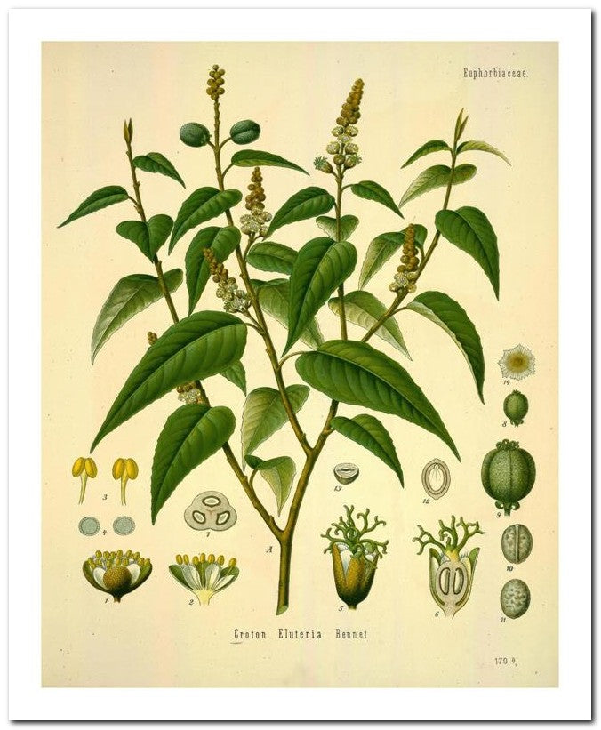 Edward's Botanical Register 8x10 Botanical Art Print 03062501154