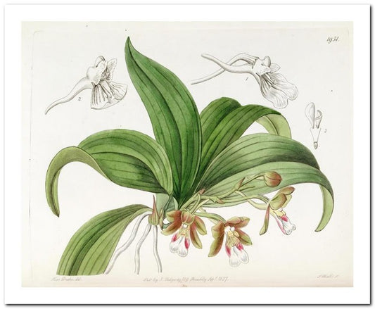 Kohler Medizinal Pflanzen 8x10 Botanical Art Print 03062501155