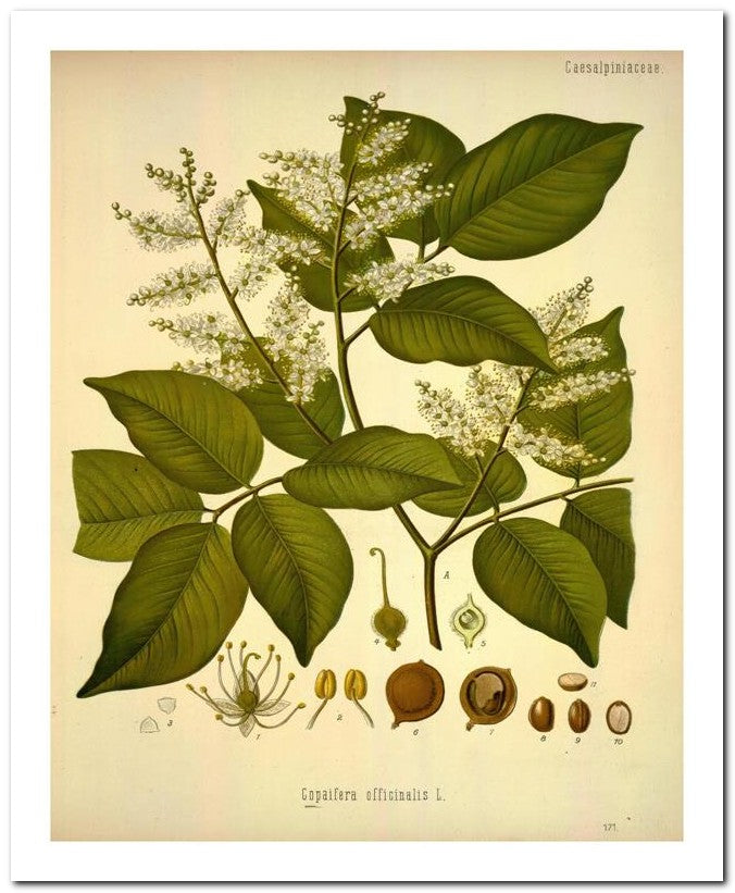 Edward's Botanical Register 8x10 Botanical Art Print 03062501156