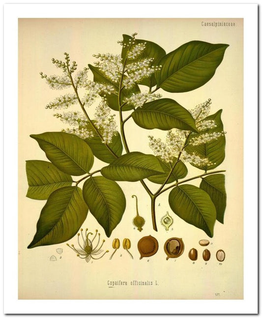 Edward's Botanical Register 8x10 Botanical Art Print 03062501156