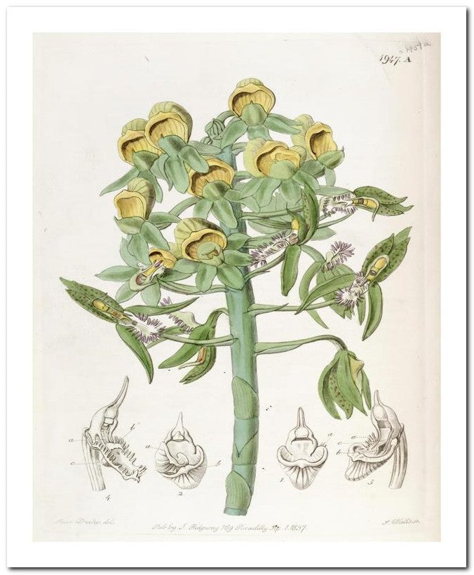 Kohler Medizinal Pflanzen 8x10 Botanical Art Print 03062501157