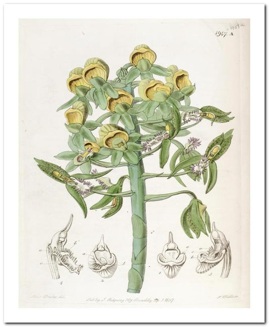Kohler Medizinal Pflanzen 8x10 Botanical Art Print 03062501157