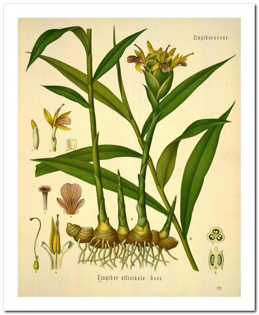 Edward's Botanical Register 8x10 Botanical Art Print 03062501158