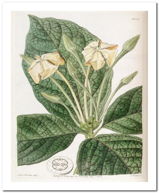 Kohler Medizinal Pflanzen 8x10 Botanical Art Print 03062501159