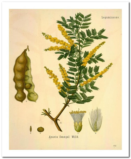 Edward's Botanical Register 8x10 Botanical Art Print 03062501160