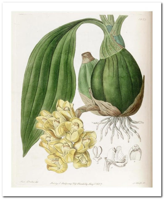 Kohler Medizinal Pflanzen 8x10 Botanical Art Print 03062501161