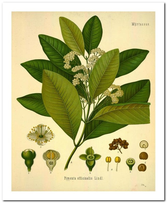 Edward's Botanical Register 8x10 Botanical Art Print 03062501162