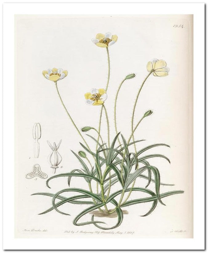 Kohler Medizinal Pflanzen 8x10 Botanical Art Print 03062501163