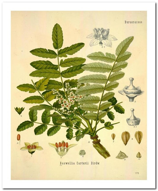 Edward's Botanical Register 8x10 Botanical Art Print 03062501164