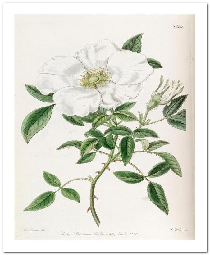 Kohler Medizinal Pflanzen 8x10 Botanical Art Print 03062501165