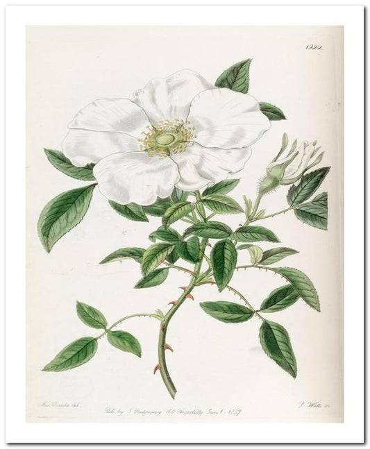 Kohler Medizinal Pflanzen 8x10 Botanical Art Print 03062501165