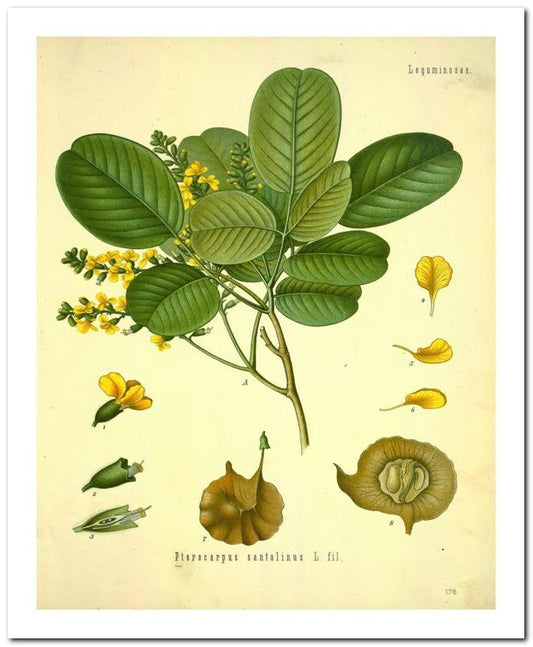 Edward's Botanical Register 8x10 Botanical Art Print 03062501166