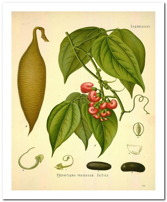 Kohler Medizinal Pflanzen 8x10 Botanical Art Print 03062501167