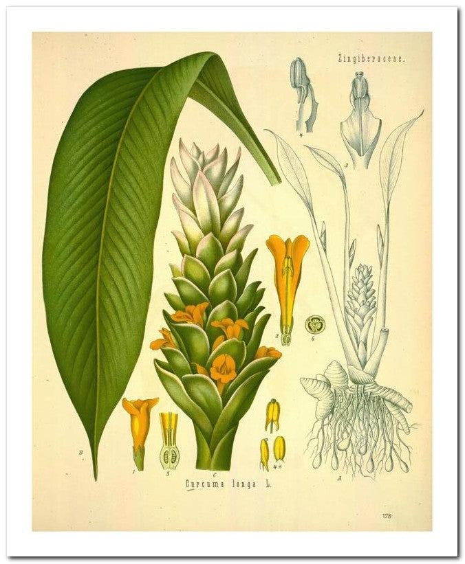 Kohler Medizinal Pflanzen 8x10 Botanical Art Print 03062501168