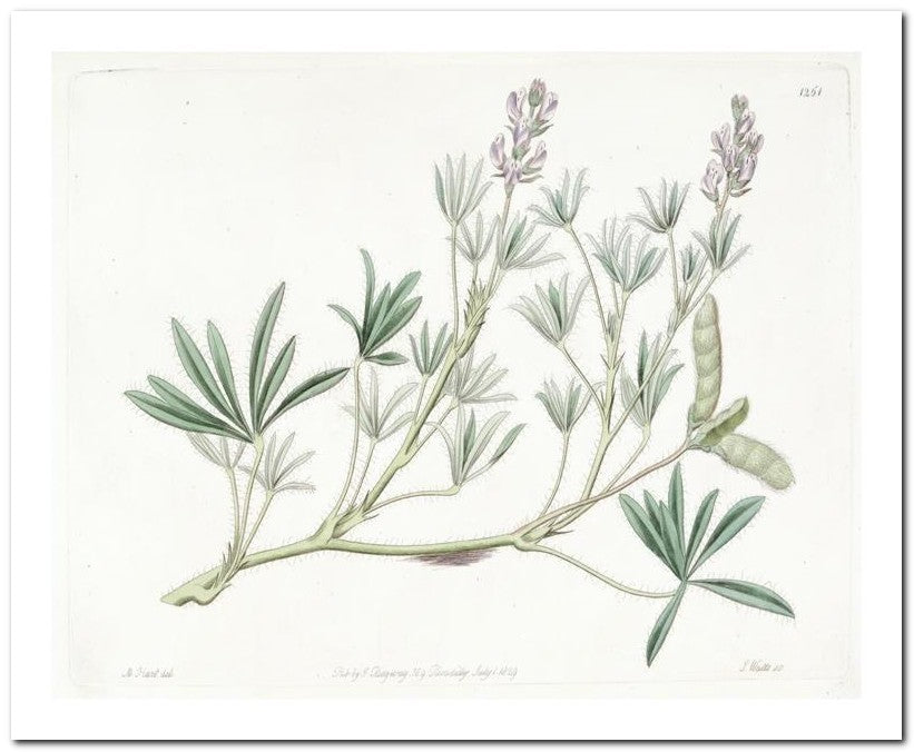 Kohler Medizinal Pflanzen 8x10 Botanical Art Print 03062501169