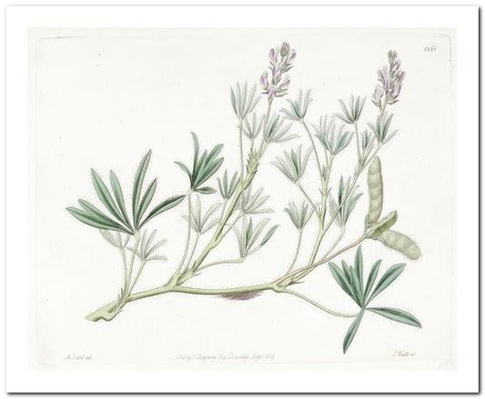 Kohler Medizinal Pflanzen 8x10 Botanical Art Print 03062501169