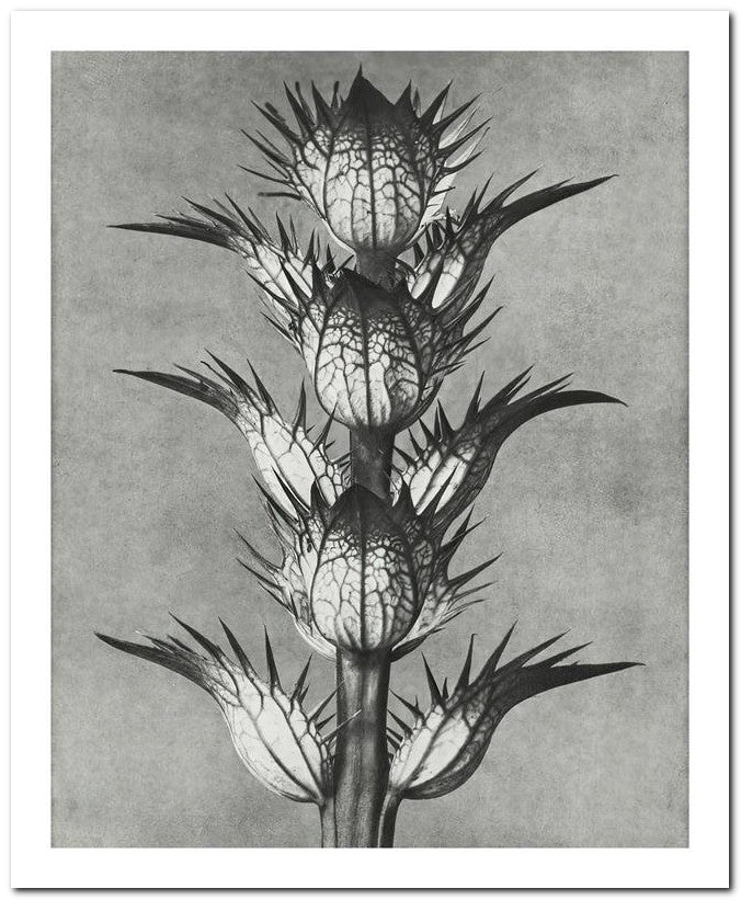 Karl Blossfeldt 8x10 Fine Art Print 25032501475