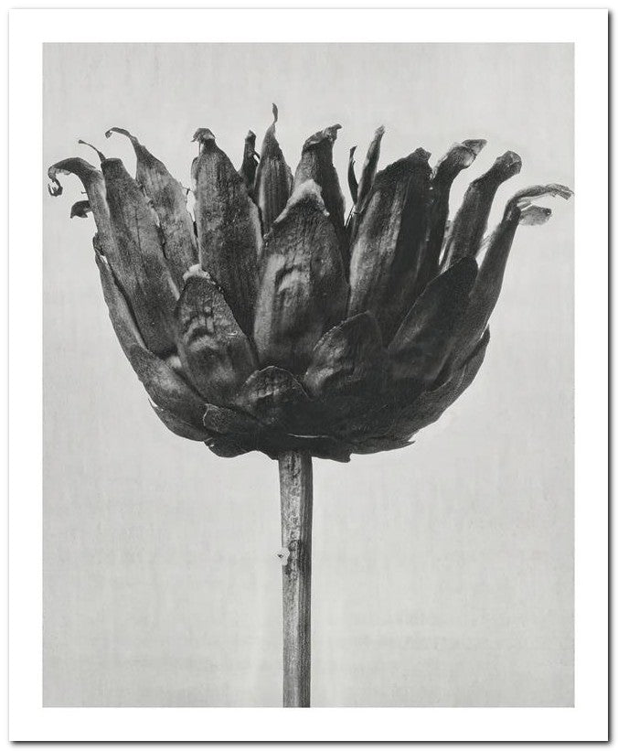 Karl Blossfeldt 8x10 Fine Art Print 25032501477
