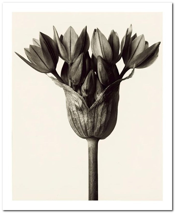 Karl Blossfeldt 8x10 Fine Art Print 25032501498