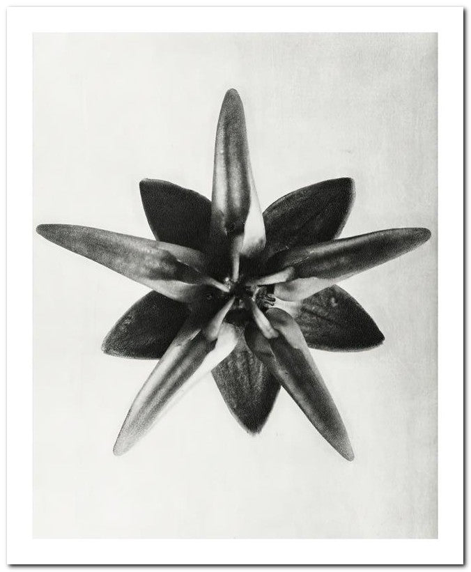 Karl Blossfeldt 8x10 Fine Art Print 25032501501