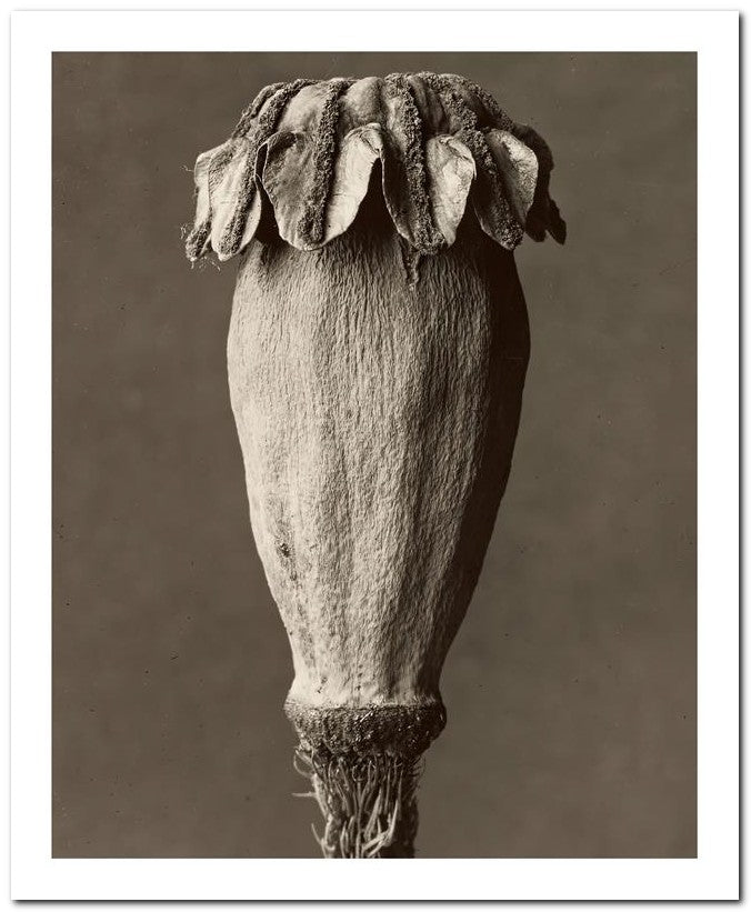 Karl Blossfeldt 8x10 Fine Art Print 25032501505