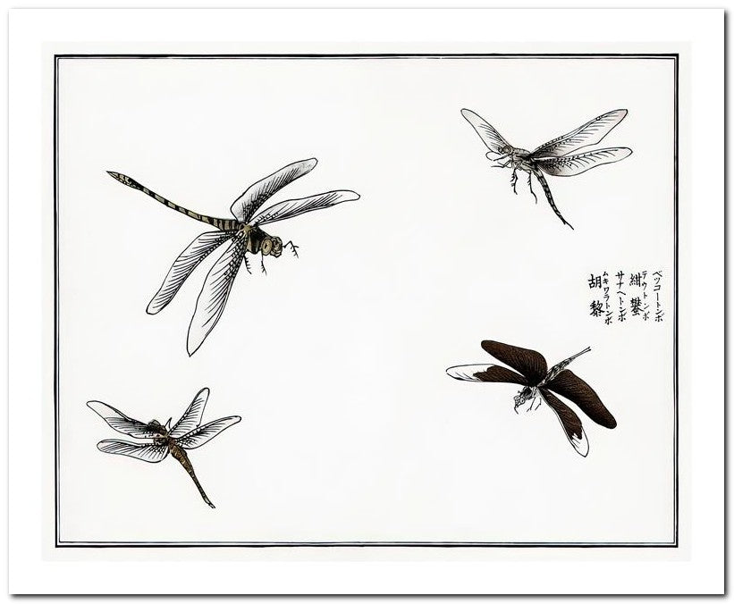 Morimoto Toko 8x10 Fine Art Print 25032501773