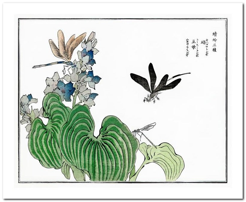 Morimoto Toko 8x10 Fine Art Print 25032501774