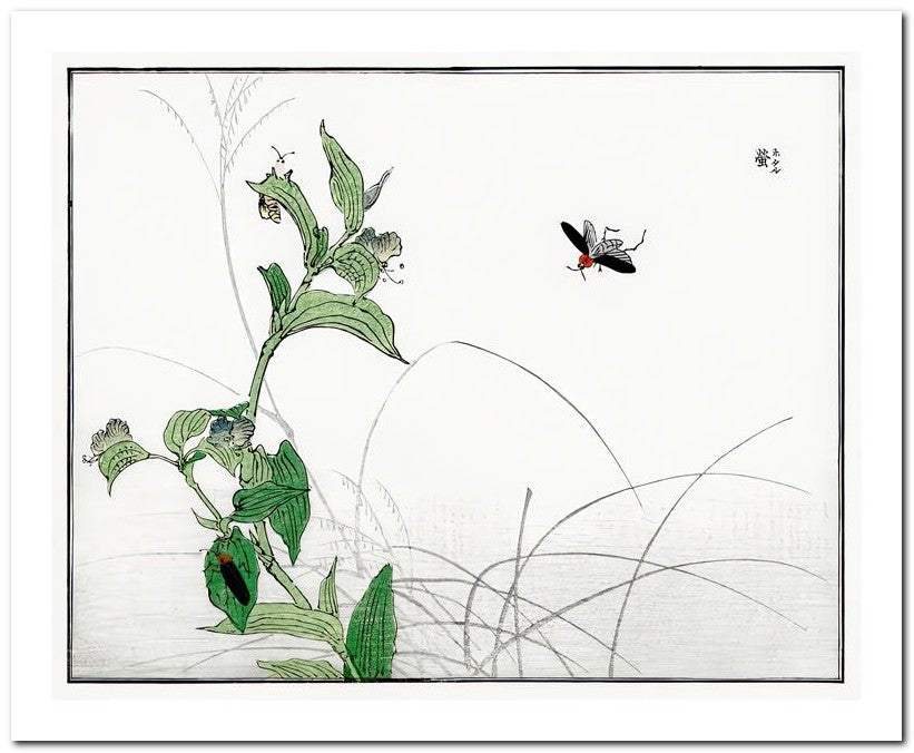 Morimoto Toko 8x10 Fine Art Print 25032501775