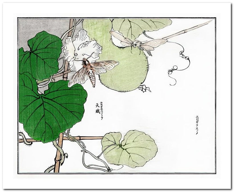 Morimoto Toko 8x10 Fine Art Print 25032501784