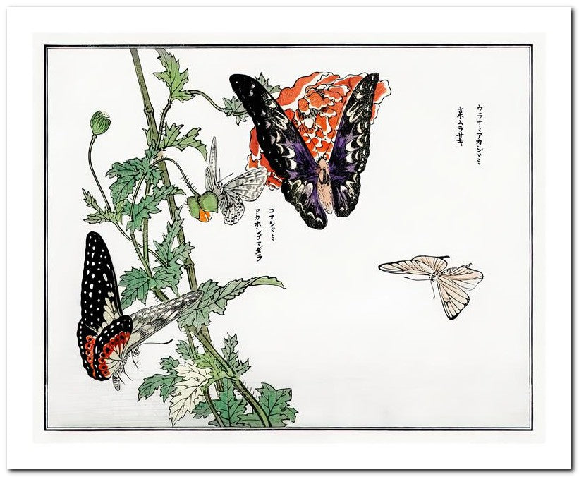 Morimoto Toko 8x10 Fine Art Print 25032501789