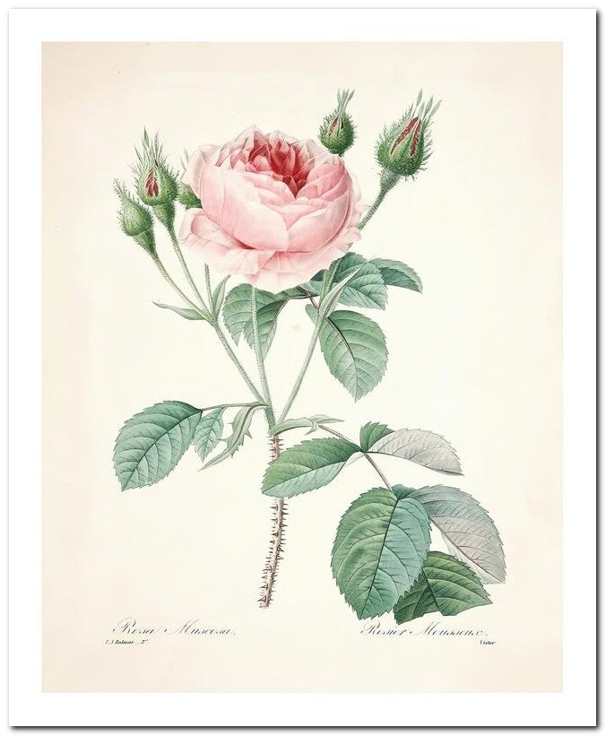 Pierre Joseph Redoute 8x10 Fine Art Print 25032502277