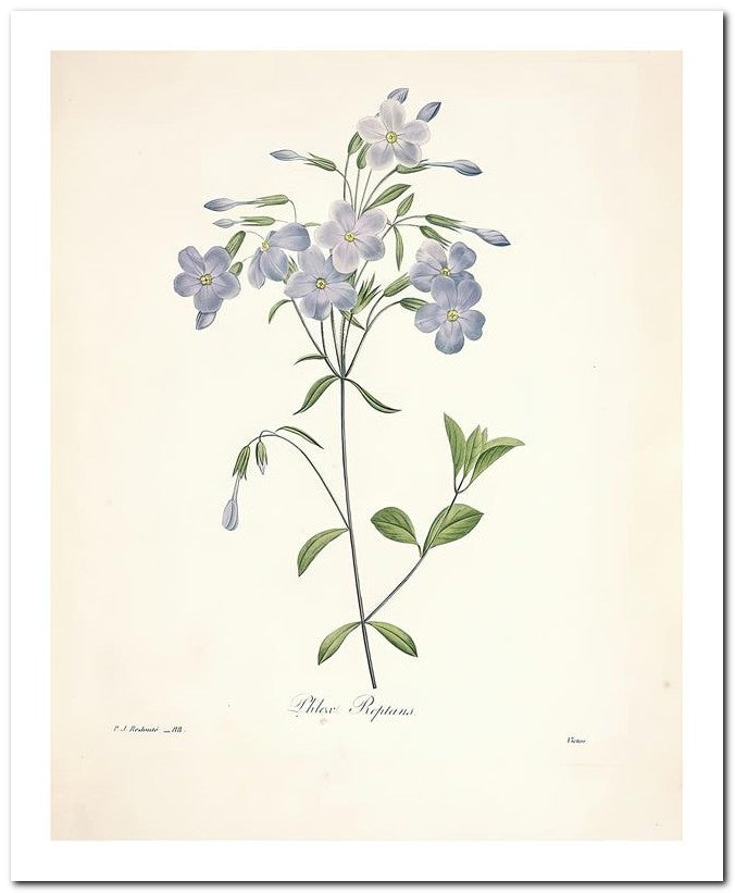 Pierre Joseph Redoute 8x10 Fine Art Print 25032502278