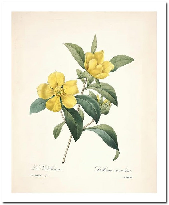 Pierre Joseph Redoute 8x10 Fine Art Print 25032502285