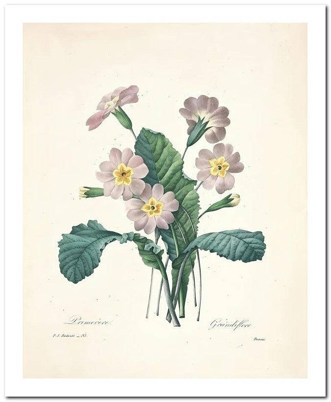 Pierre Joseph Redoute 8x10 Fine Art Print 25032502286
