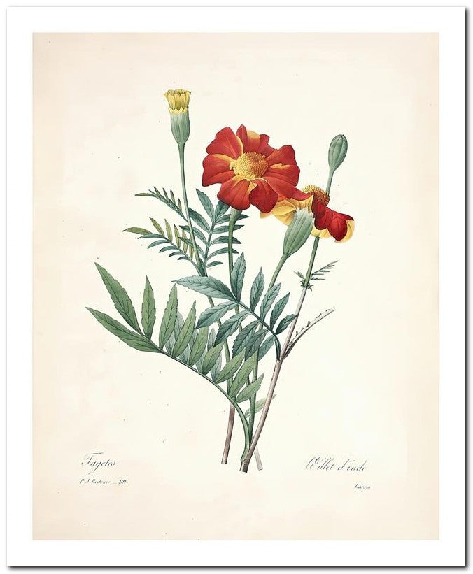 Pierre Joseph Redoute 8x10 Fine Art Print 25032502290