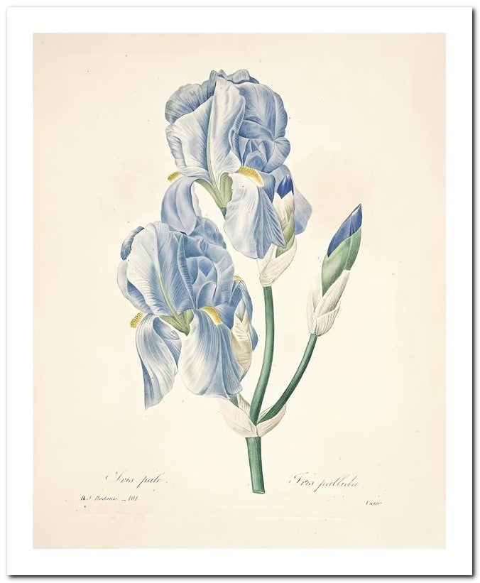 Pierre Joseph Redoute 8x10 Fine Art Print 25032502292