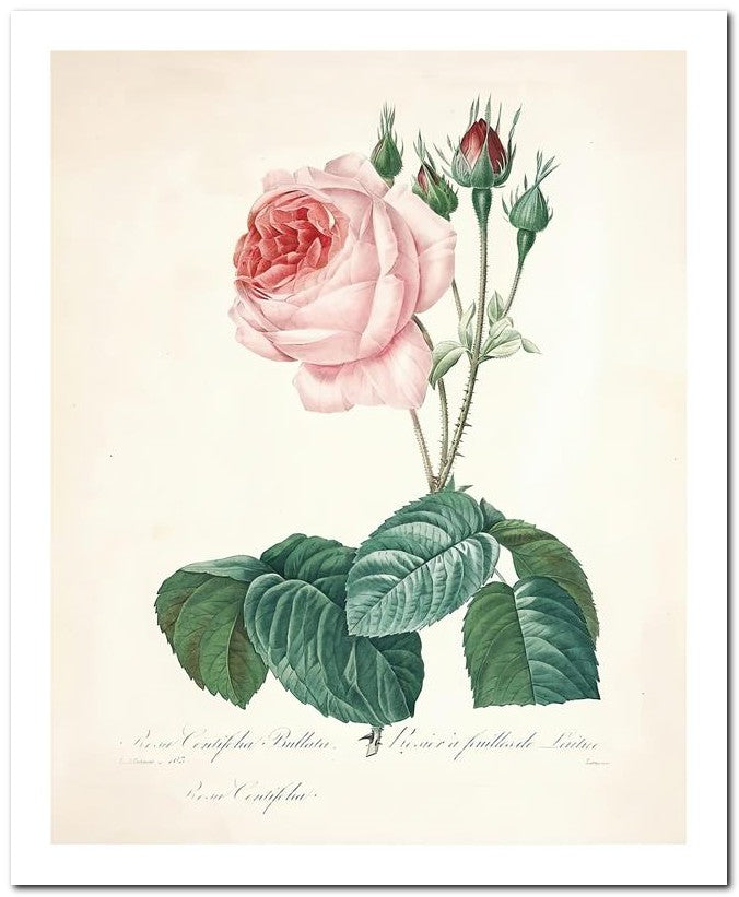 Pierre Joseph Redoute 8x10 Fine Art Print 25032502293