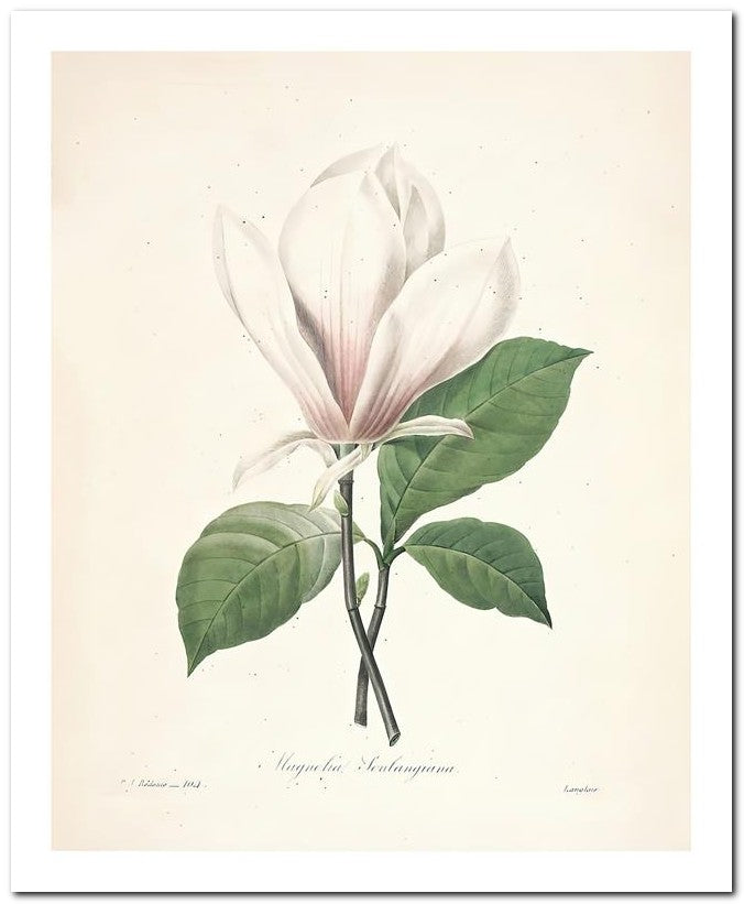 Pierre Joseph Redoute 8x10 Fine Art Print 25032502295