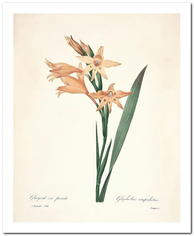 Pierre Joseph Redoute 8x10 Fine Art Print 25032502300